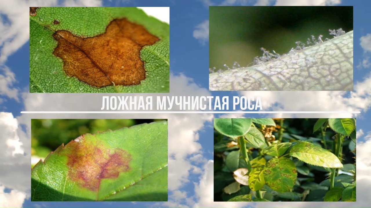 Нажмите, чтобы запустить видео