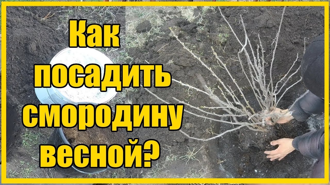 Нажмите, чтобы запустить видео