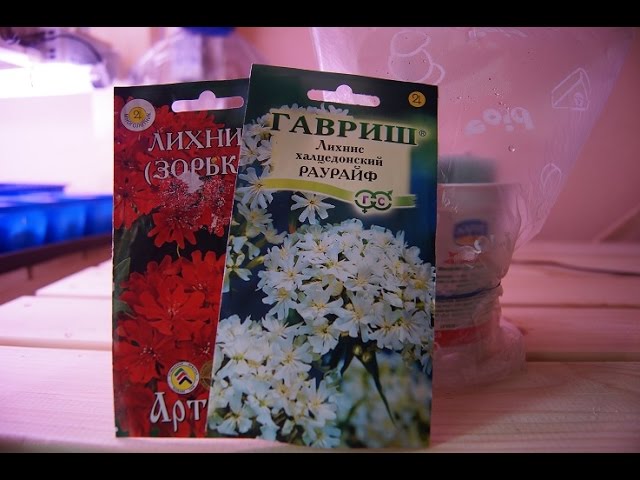 Нажмите, чтобы запустить видео