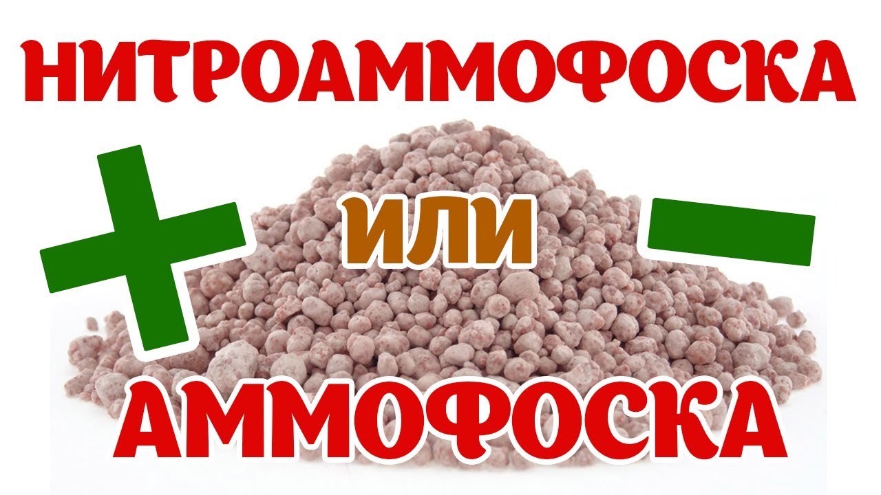 Нажмите, чтобы запустить видео
