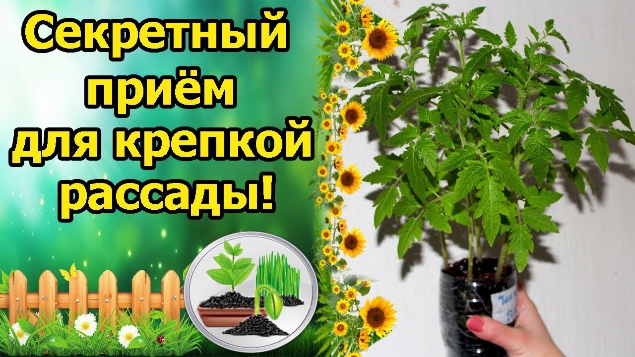 Нажмите, чтобы запустить видео