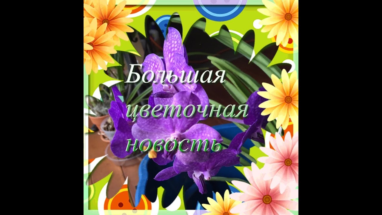 Нажмите, чтобы запустить видео