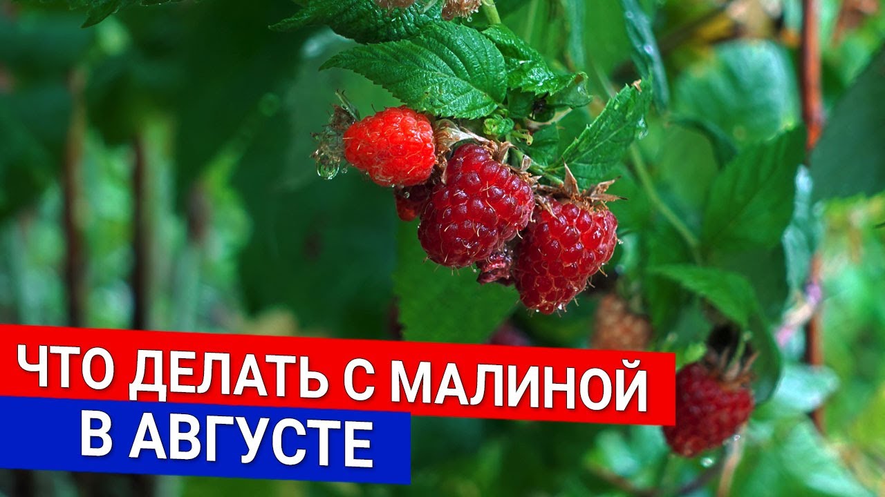 Нажмите, чтобы запустить видео