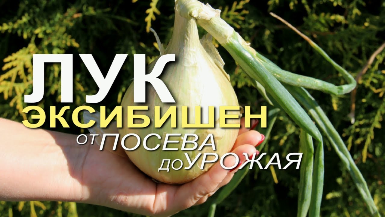 Нажмите, чтобы запустить видео