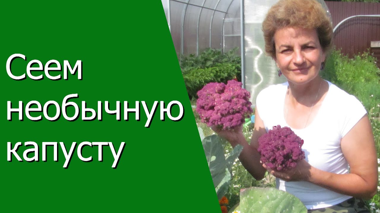 Нажмите, чтобы запустить видео