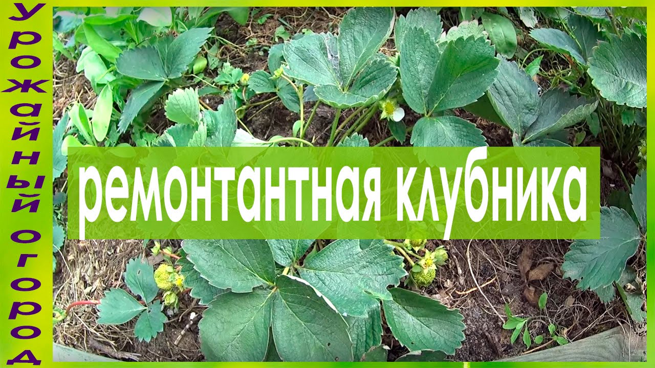 Нажмите, чтобы запустить видео