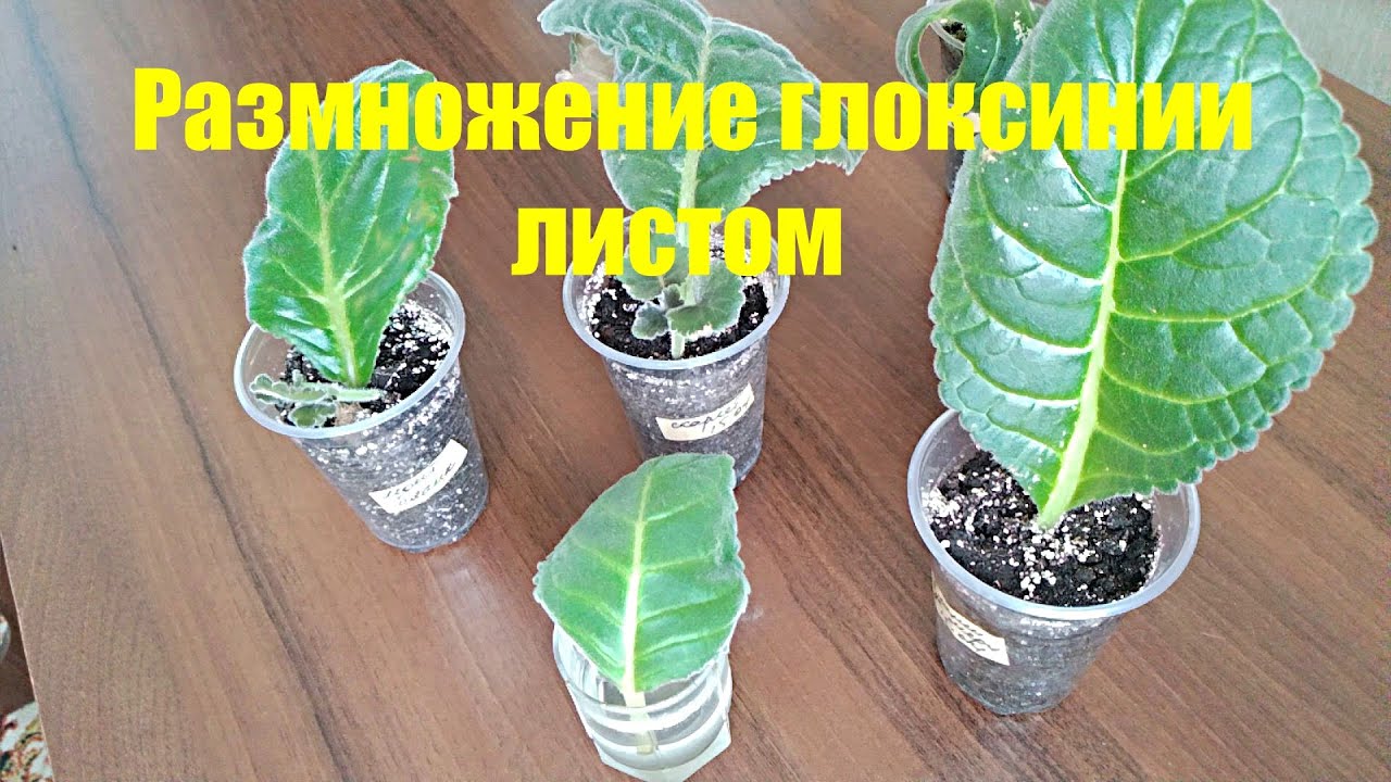 Нажмите, чтобы запустить видео