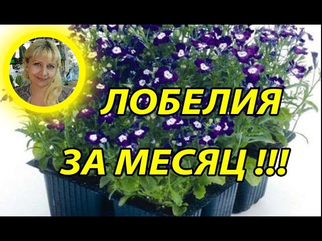 Нажмите, чтобы запустить видео