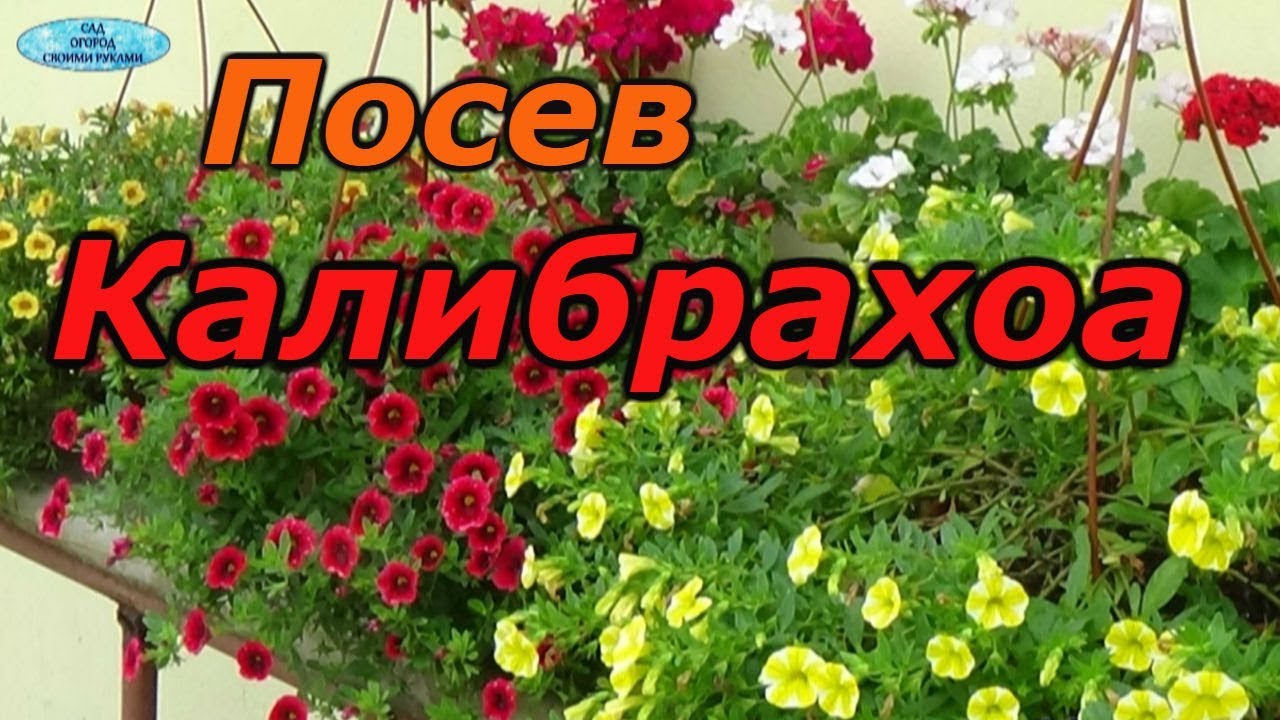 Нажмите, чтобы запустить видео