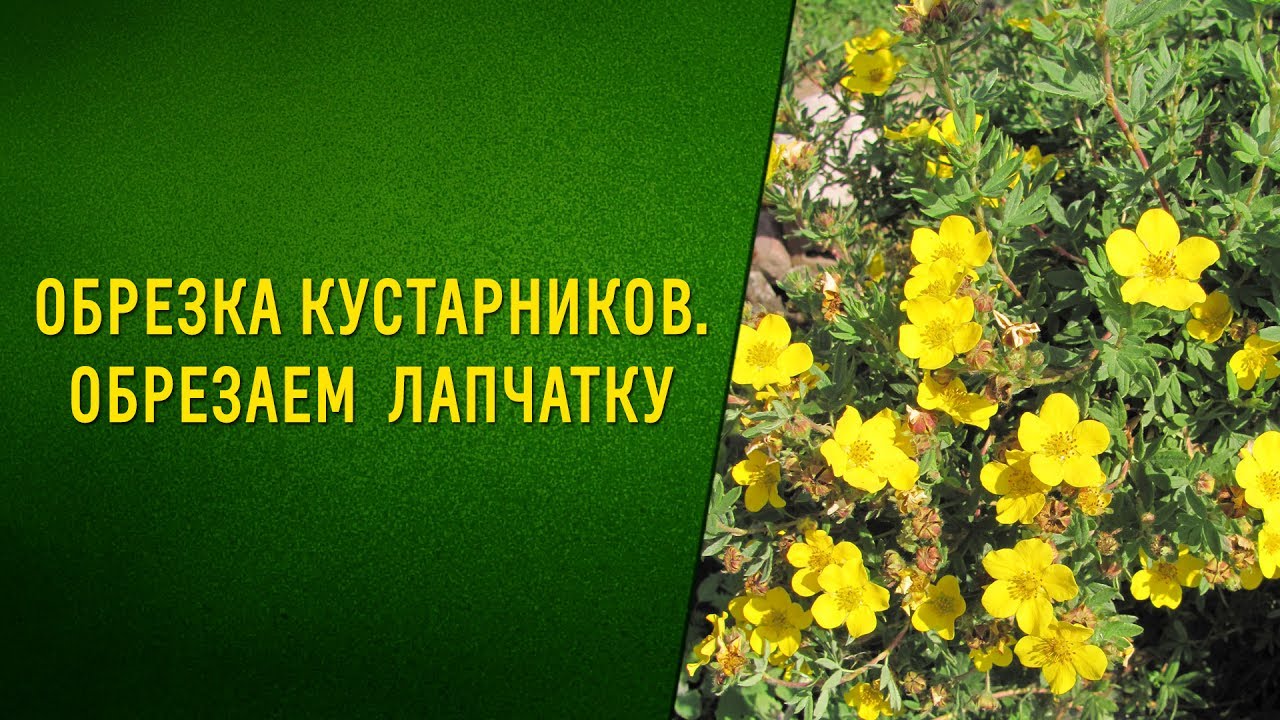 Нажмите, чтобы запустить видео