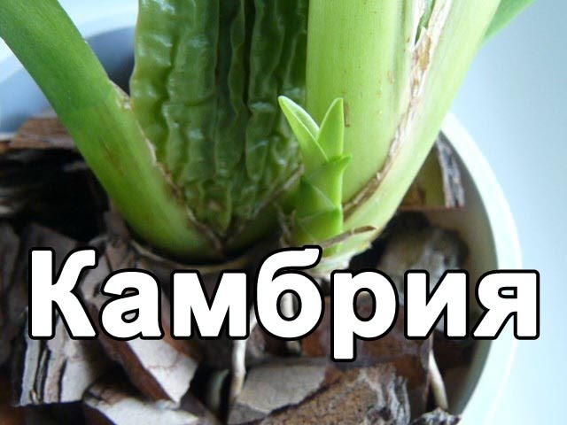 Нажмите, чтобы запустить видео