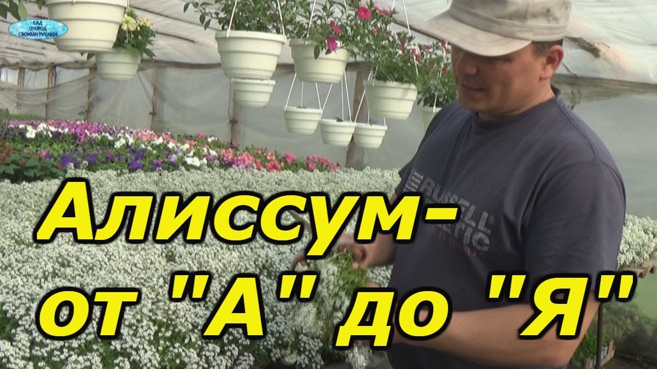 Нажмите, чтобы запустить видео