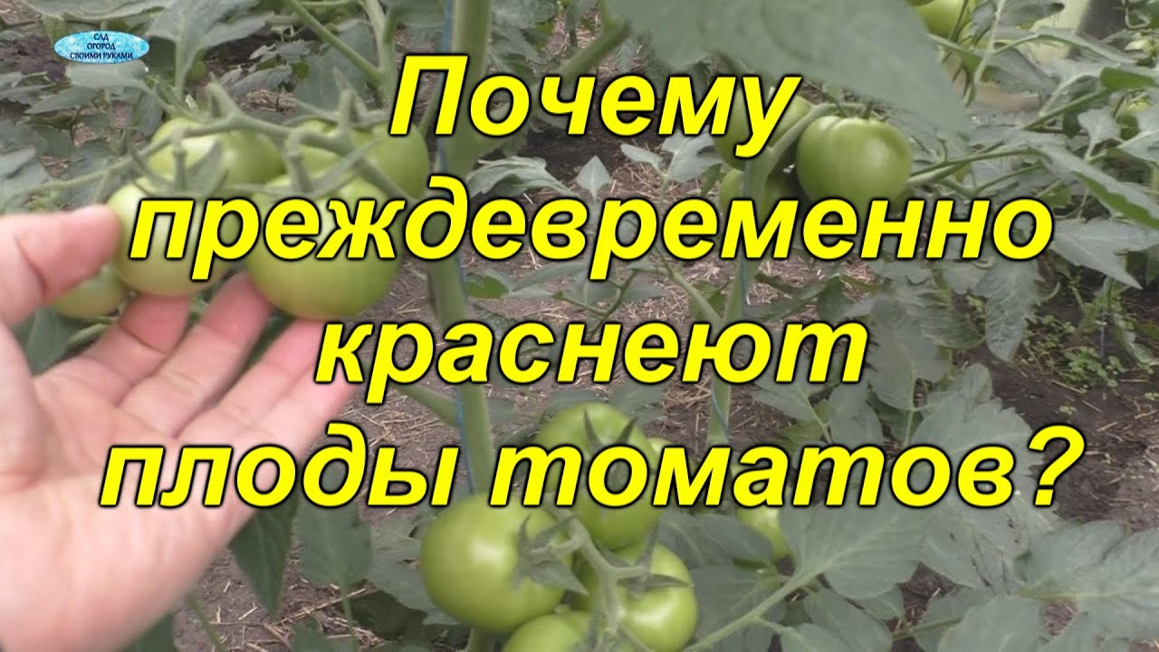 Нажмите, чтобы запустить видео