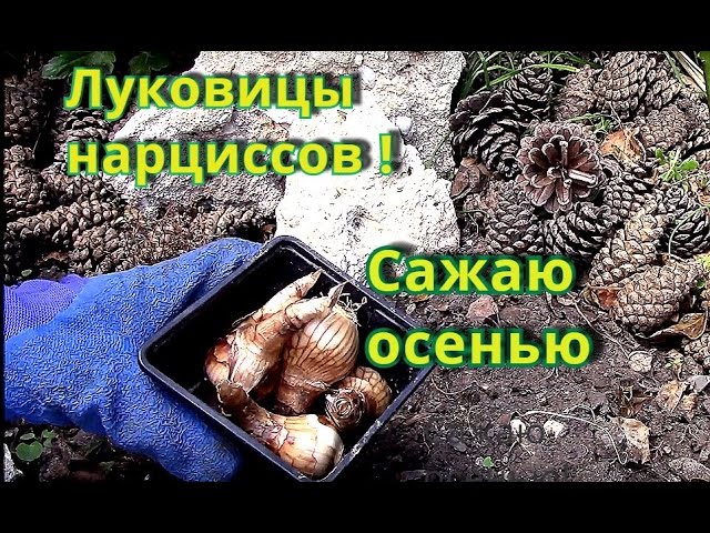 Нажмите, чтобы запустить видео