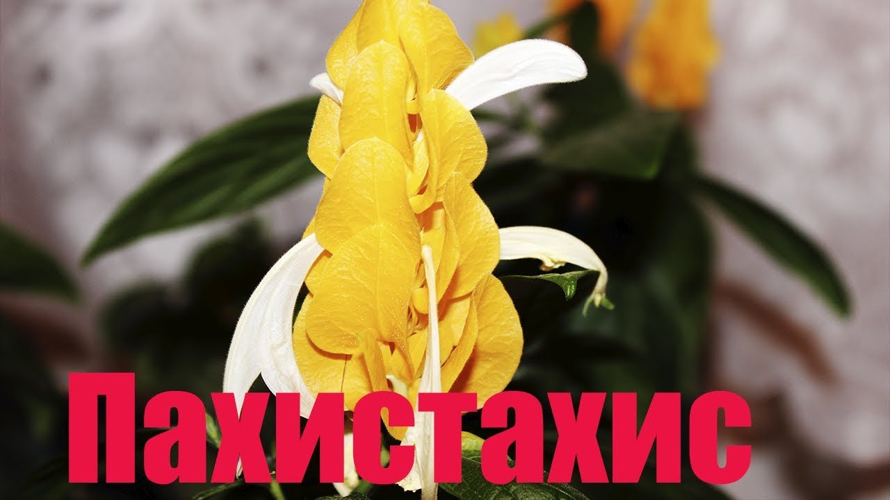 Нажмите, чтобы запустить видео