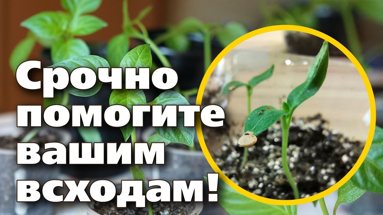 Нажмите, чтобы запустить видео