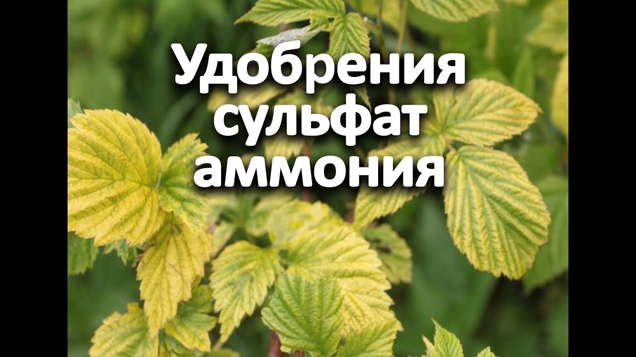 Нажмите, чтобы запустить видео