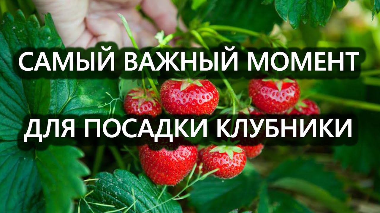 Нажмите, чтобы запустить видео