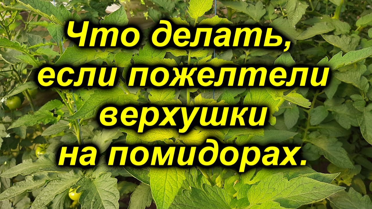Нажмите, чтобы запустить видео