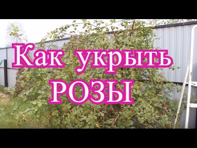 Нажмите, чтобы запустить видео