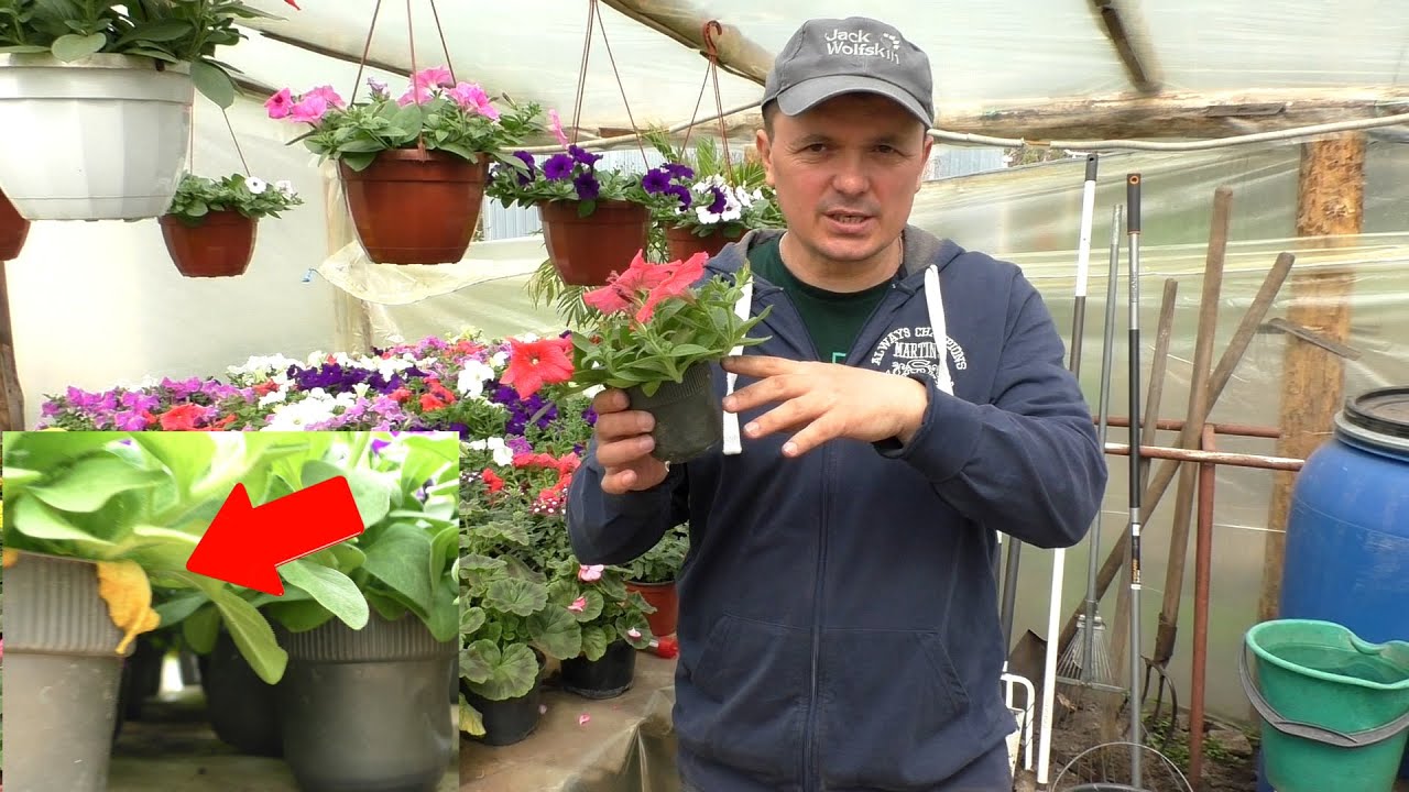 Нажмите, чтобы запустить видео