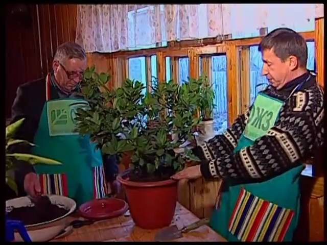 Нажмите, чтобы запустить видео