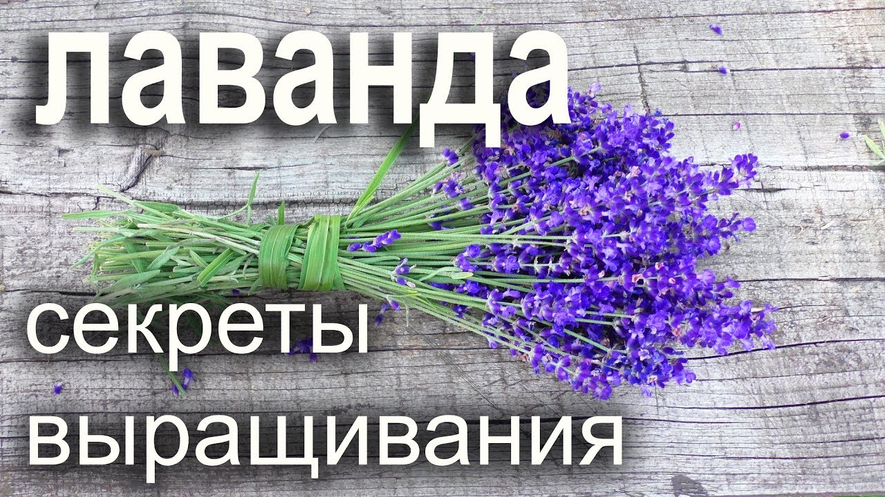 Нажмите, чтобы запустить видео