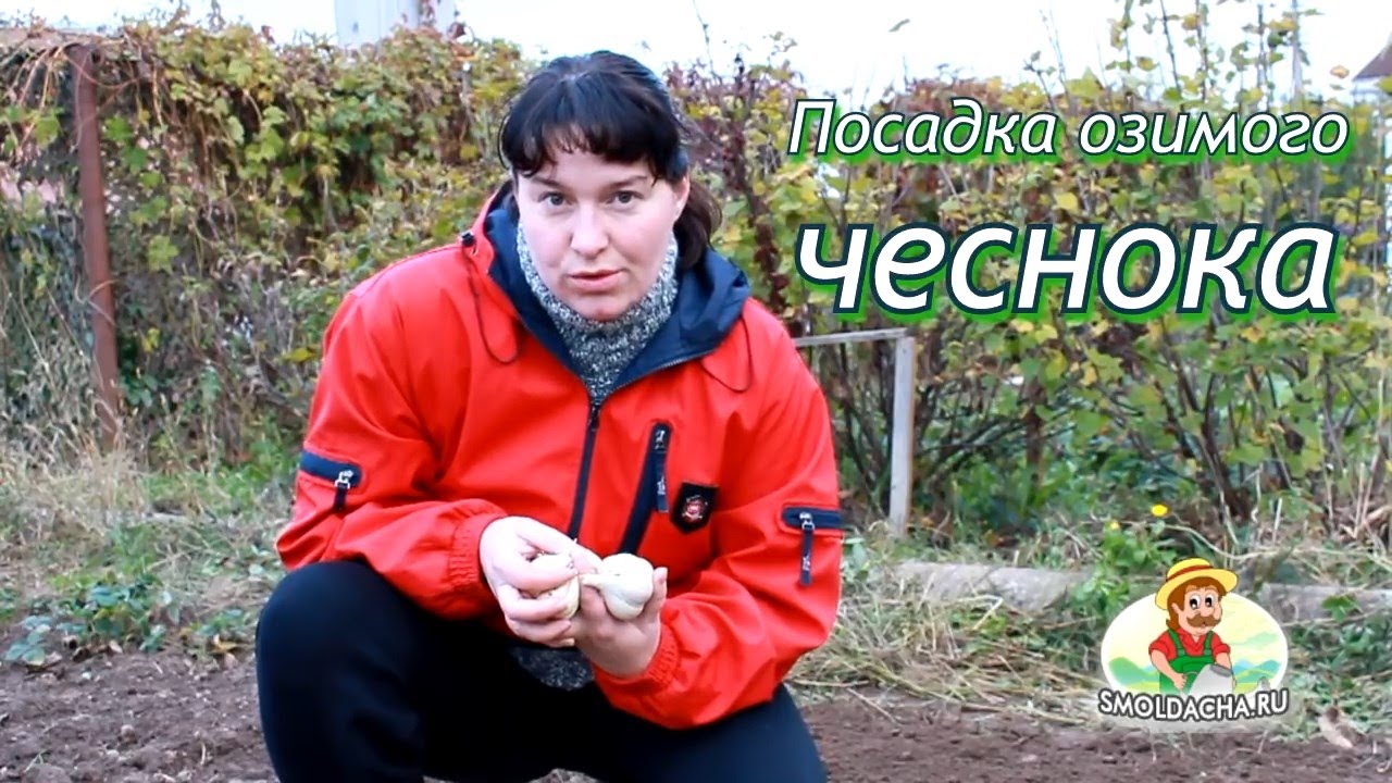 Нажмите, чтобы запустить видео