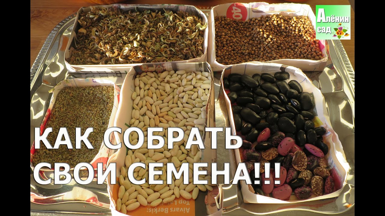 Нажмите, чтобы запустить видео
