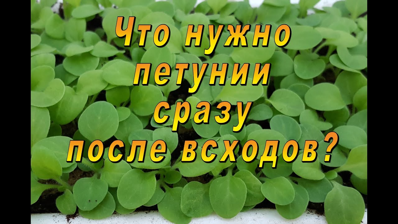 Нажмите, чтобы запустить видео
