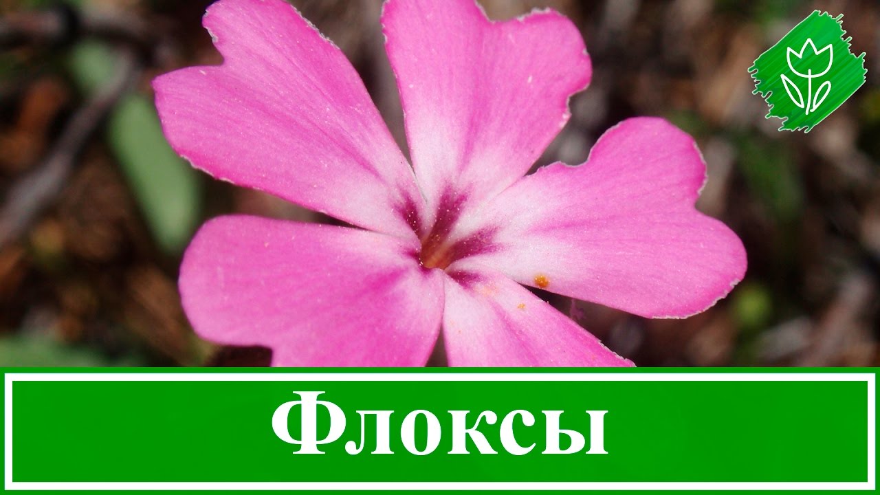 Нажмите, чтобы запустить видео