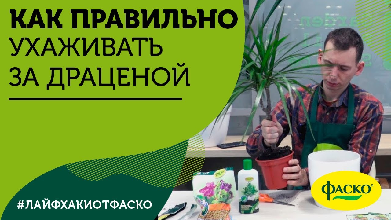 Нажмите, чтобы запустить видео