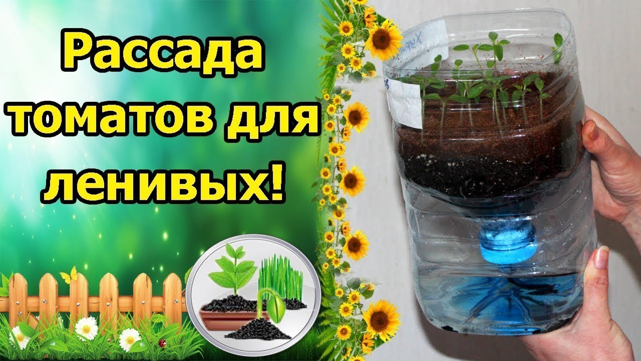 Нажмите, чтобы запустить видео