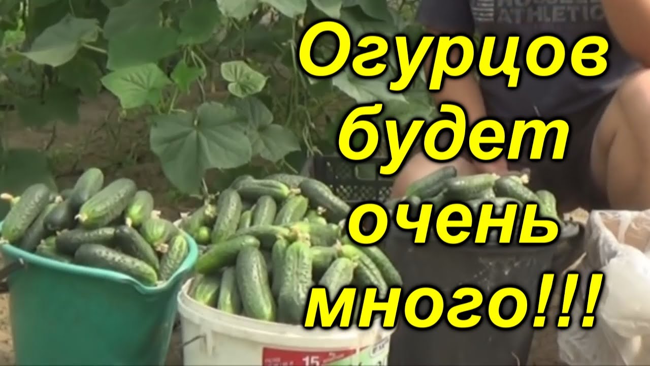 Нажмите, чтобы запустить видео