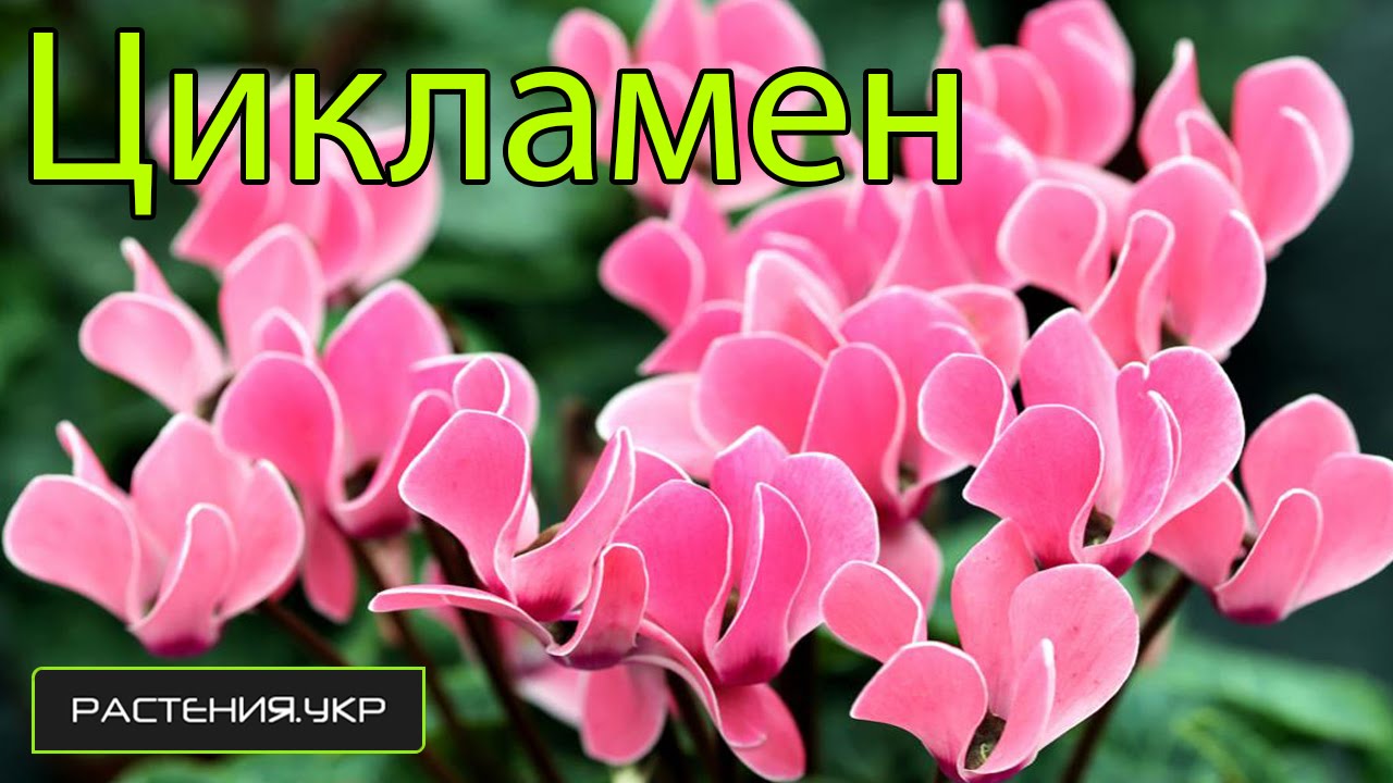 Нажмите, чтобы запустить видео