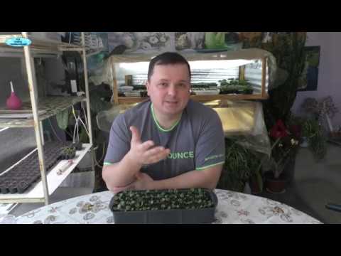 Нажмите, чтобы запустить видео