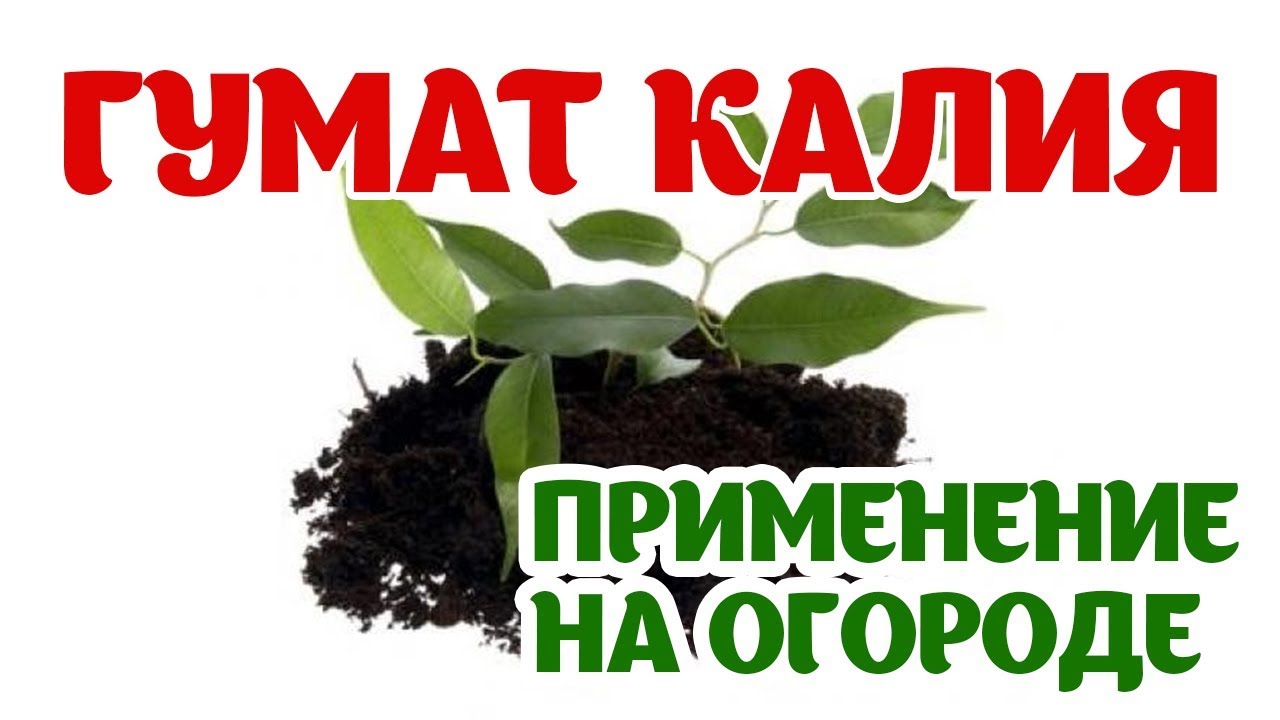 Нажмите, чтобы запустить видео