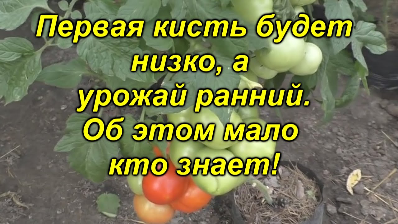 Нажмите, чтобы запустить видео