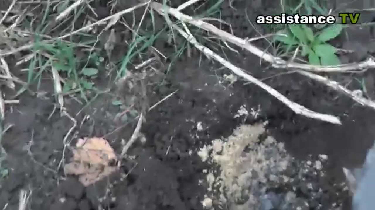 Нажмите, чтобы запустить видео