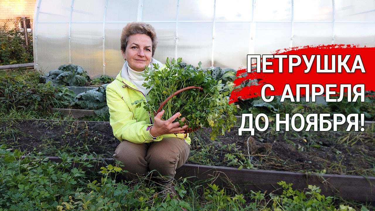 Нажмите, чтобы запустить видео
