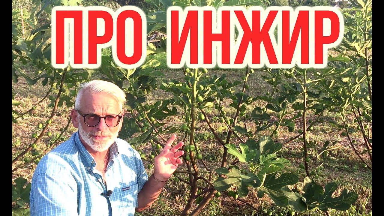 Нажмите, чтобы запустить видео