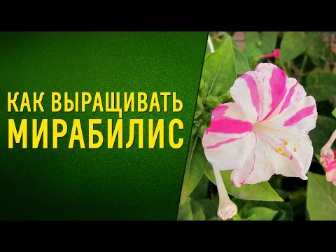 Нажмите, чтобы запустить видео
