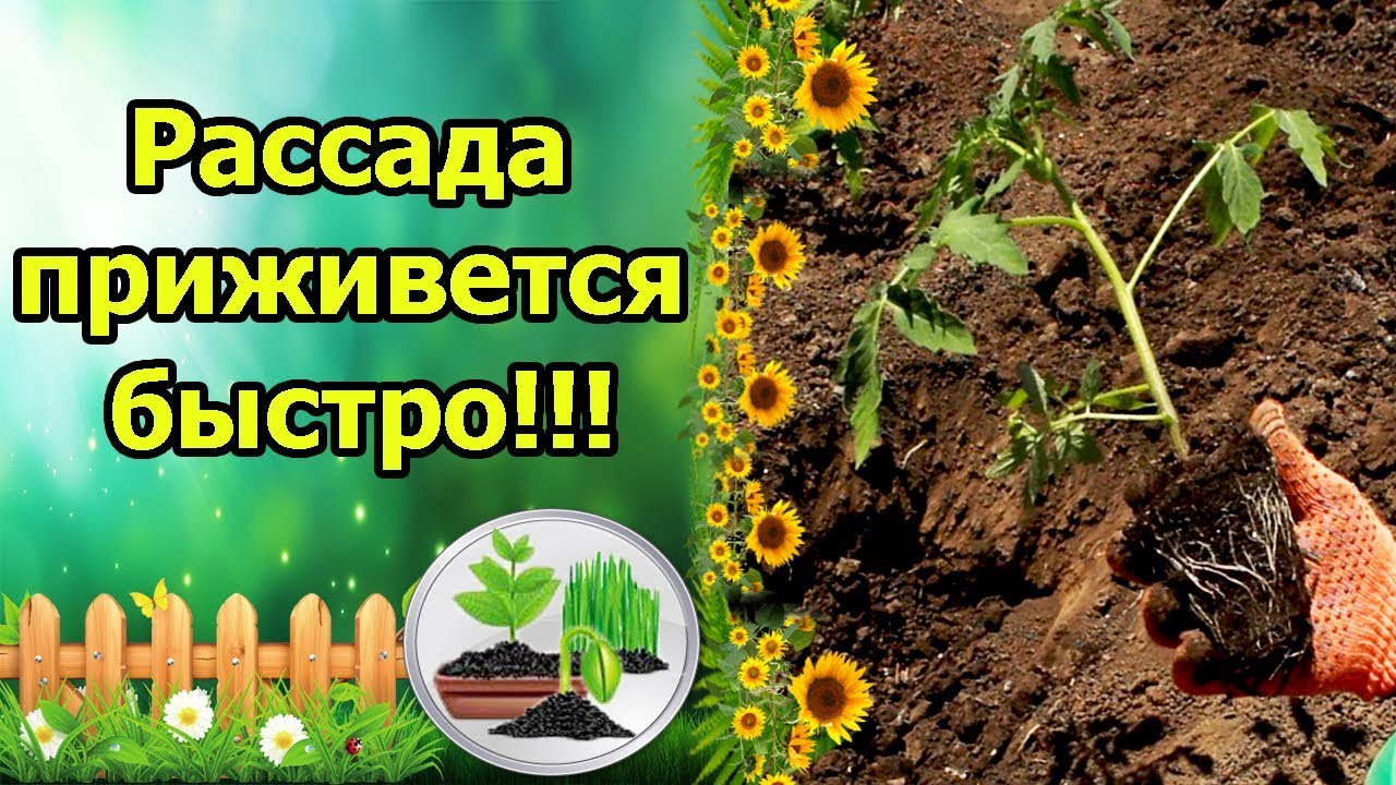 Нажмите, чтобы запустить видео