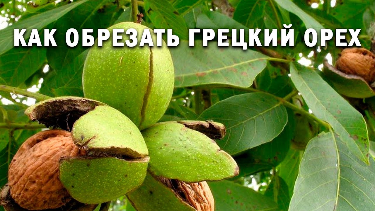 Нажмите, чтобы запустить видео
