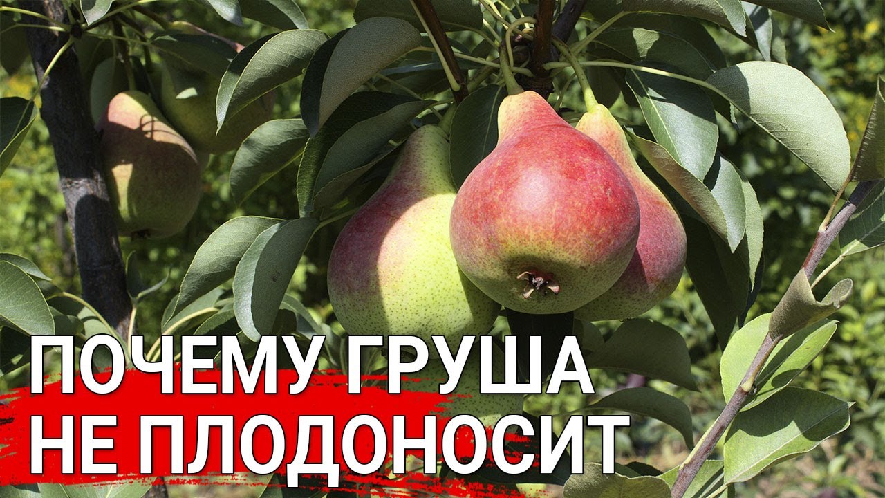 Нажмите, чтобы запустить видео