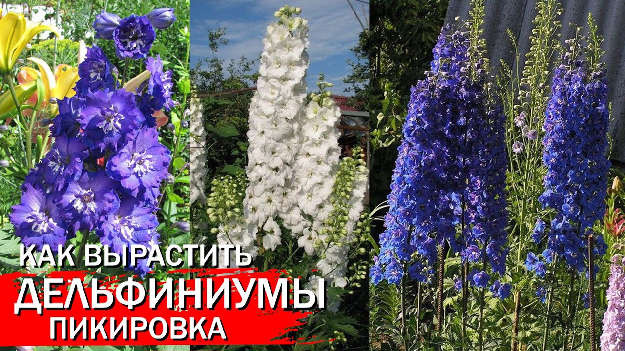Нажмите, чтобы запустить видео