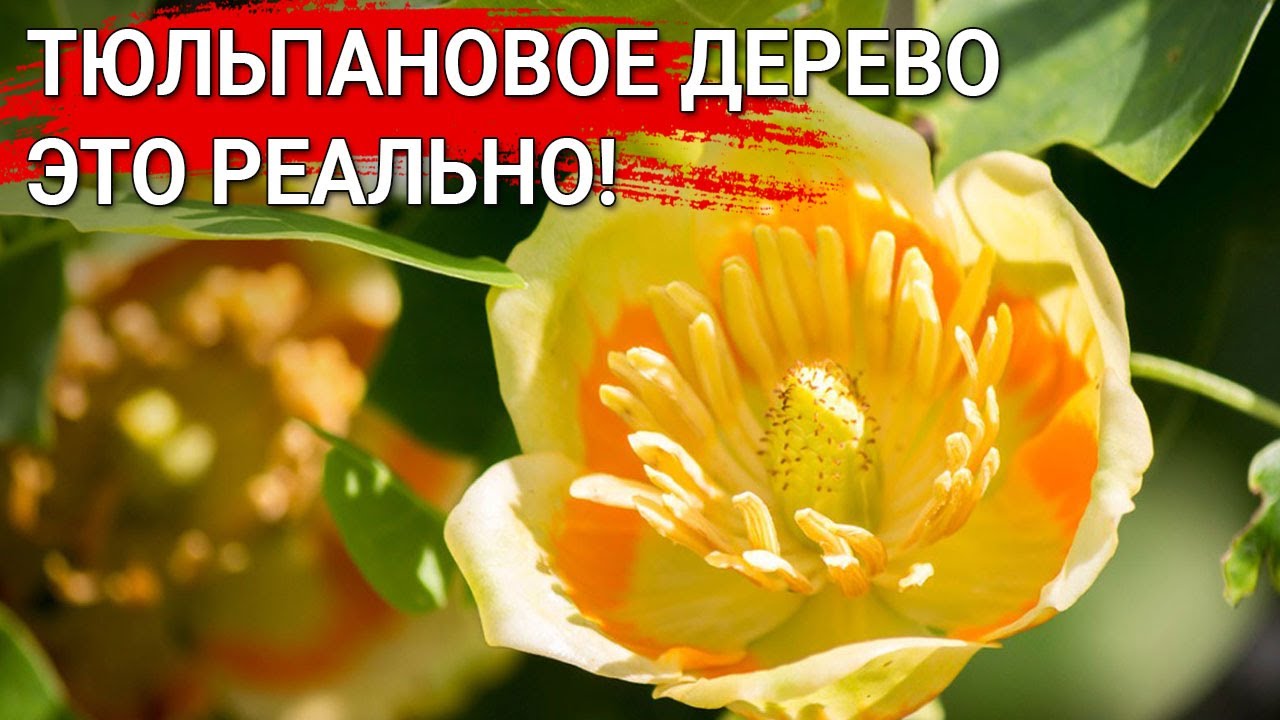 Нажмите, чтобы запустить видео