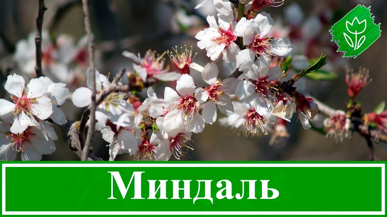 Нажмите, чтобы запустить видео