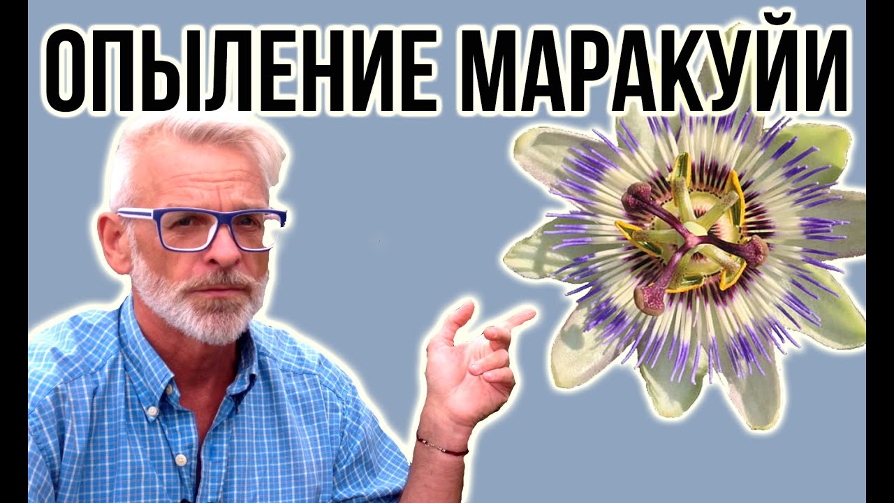 Нажмите, чтобы запустить видео