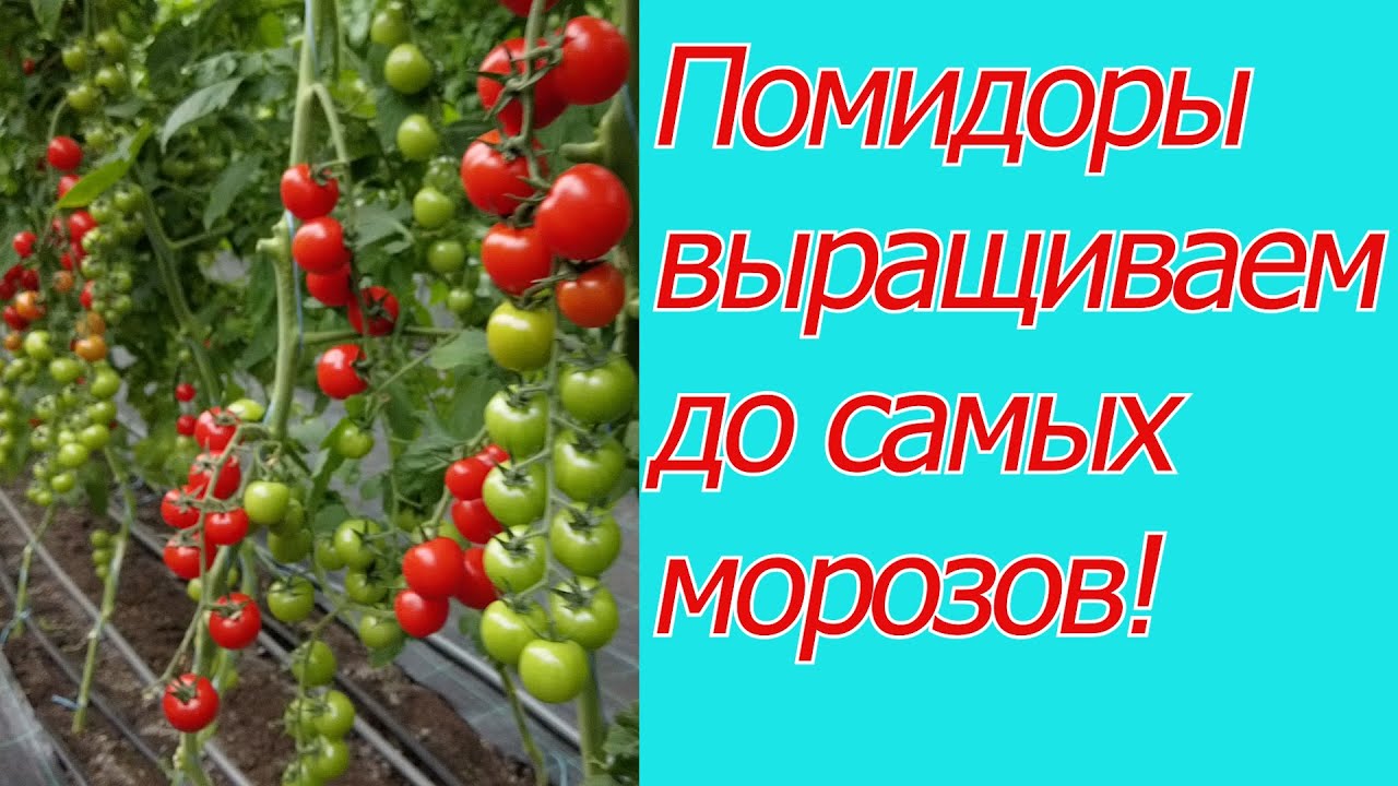 Нажмите, чтобы запустить видео